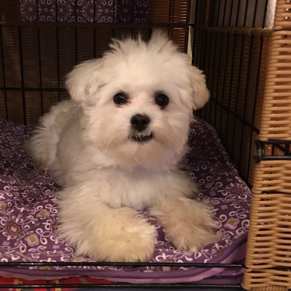 Here’s Mr. Maui! He’s always  with me Poshing! - Picture 6 of 8